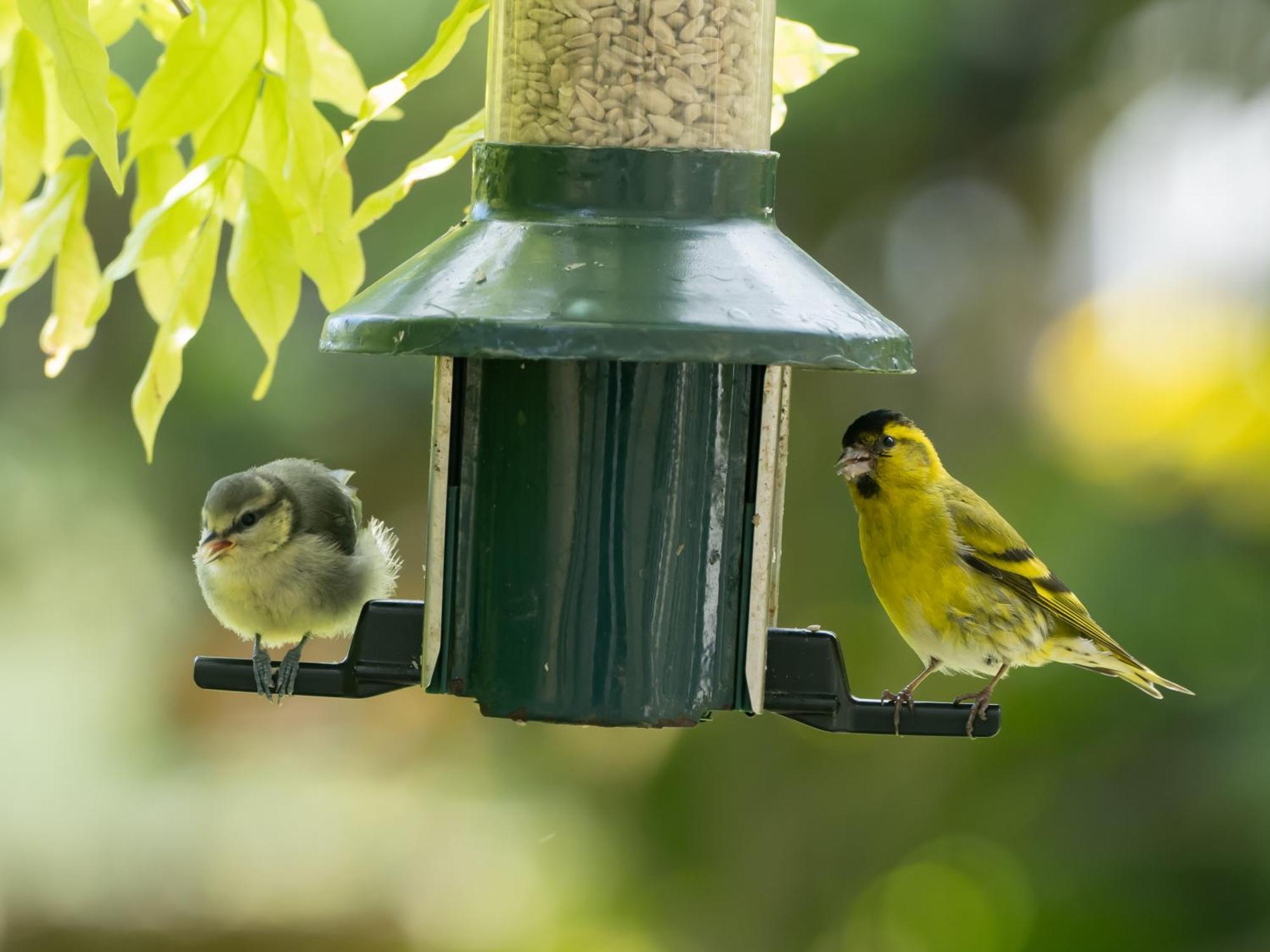 Wildwood B&B Lymington Exteriör bild